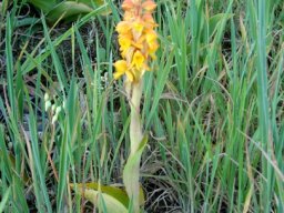 Satyrium coriifolium leaves